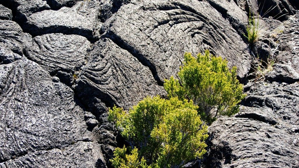 volcan ile de La Réunion buisson pousse dans la lave volcanique