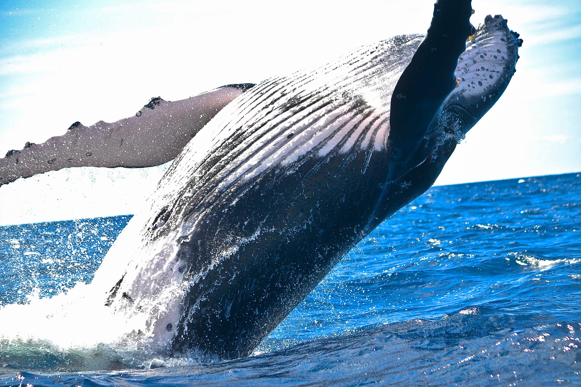 baleines nage dans les eaux de La Réunion